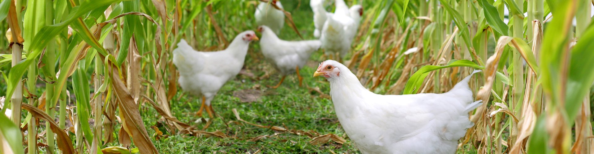 Groep van witte kippen in het gras.
